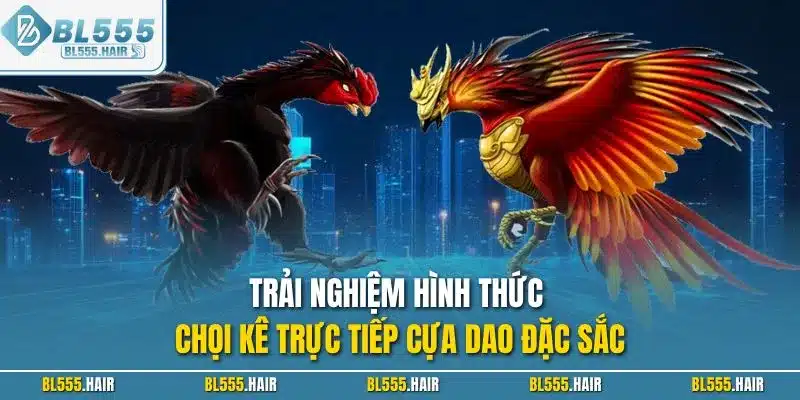 Trải nghiệm hình thức chọi kê trực tiếp cựa dao đặc sắc